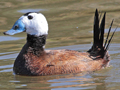 White-headed Duck
